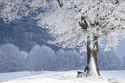 Suplementy na zimę - jak wzmocnić odporność w czasie mrozów?
